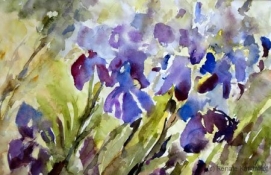 Iris, Aquarell