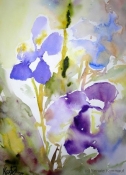 Iris, Aquarell